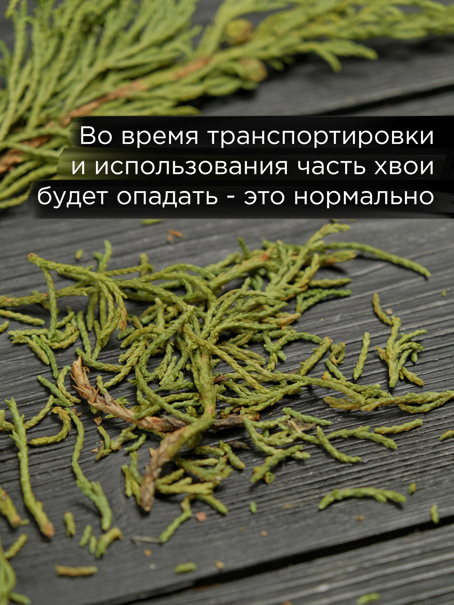 Артыш тувинский (высокогорный можжевельник)